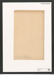 Pleurosigma pulchrum Grun. (de-Toni-Nr.: Genus 13, Species 1042) Zeichnungen Sammlung Grunow (NHMW-BOT-W0368977)